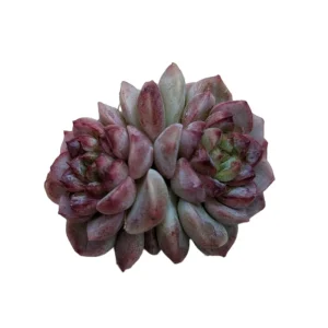 Echeveria Red Velvet Succulent Live Plant – Drought Tolerant Indoor - Image 5