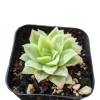 Echeveria Rose Queen Succulent Live Plant - Blue-Green Rosettes, Easy Care - Image 1