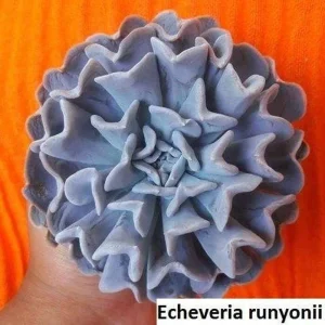 Echeveria Runyonii Seeds - 20 Pack Succulent Seeds - Flowering Indoor/Outdoor - Image 5