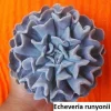 Echeveria Runyonii Seeds - 20 Pack Succulent Seeds - Flowering Indoor/Outdoor - Image 1