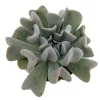 Echeveria Runyonii Succulent Live Plant – 2.5 inch Pot – Indoor/Outdoor - Image 1