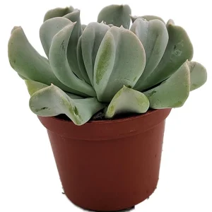 Echeveria Runyonii Succulent Live Plant – 2.5 inch Pot – Indoor/Outdoor - Image 2