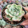 Echeveria Salmon Succulent Live Plant - Easy Care Indoor Succulent - Image 1