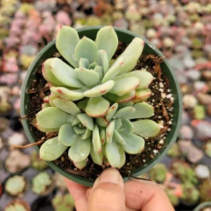 Echeveria Salmon Succulent Live Plant - Easy Care Indoor Succulent - Image 5