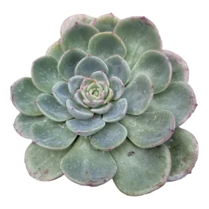 Echeveria Salmon Succulent Live Plant - Easy Care Indoor Succulent - Image 7