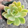 Echeveria Silk Veil Succulent Live Plant - Drought Tolerant Indoor/Outdoor - Image 1