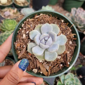 Echeveria 'Snow Bunny' Succulent Plant - Live Indoor/Outdoor Succulent - Image 2