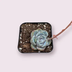 Echeveria 'Snow Bunny' Succulent Plant - Live Indoor/Outdoor Succulent - Image 3