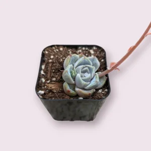 Echeveria 'Snow Bunny' Succulent Plant - Live Indoor/Outdoor Succulent - Image 4