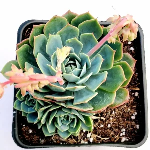 Echeveria subalpina Succulent Plant - Live, Drought-Tolerant, Easy Care - Image 4
