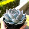 Echeveria Subsessilis 'Morning Beauty' Rosette Succulent Live Plant 2-4 inch Pot - Image 1