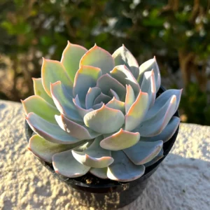 Echeveria Subsessilis 'Morning Beauty' Rosette Succulent Live Plant 2-4 inch Pot - Image 2