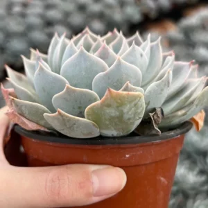 Echeveria Subsessilis 'Morning Beauty' Rosette Succulent Live Plant 2-4 inch Pot - Image 3