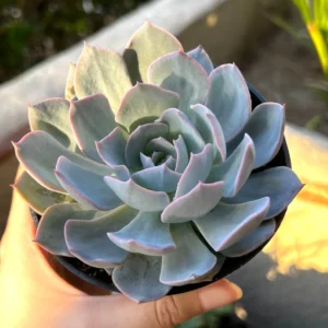 Echeveria Subsessilis 'Morning Beauty' Rosette Succulent Live Plant 2-4 inch Pot - Image 4