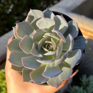 Echeveria Subsessilis 'Morning Beauty' Rosette Succulent Live Plant 2-4 inch Pot - Image 5