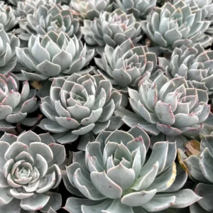 Echeveria Subsessilis 'Morning Beauty' Rosette Succulent Live Plant 2-4 inch Pot - Image 6