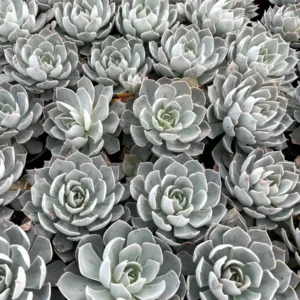 Echeveria Subsessilis 'Morning Beauty' Rosette Succulent Live Plant 2-4 inch Pot - Image 7