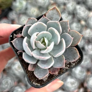 Echeveria Subsessilis 'Morning Beauty' Rosette Succulent Live Plant 2-4 inch Pot - Image 9