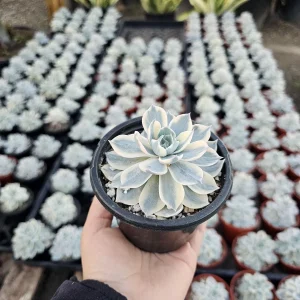 Echeveria Subsessilis Variegated Live Plant – Colorful Succulent – Low Maintenance – 4in Pot - Image 3