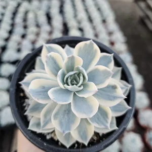 Echeveria Subsessilis Variegated Live Plant – Colorful Succulent – Low Maintenance – 4in Pot - Image 1
