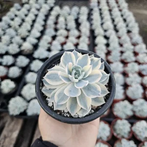 Echeveria Subsessilis Variegated Live Plant – Colorful Succulent – Low Maintenance – 4in Pot - Image 5