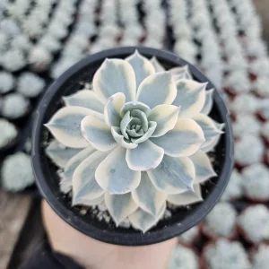 Echeveria Subsessilis Variegated Live Plant – Colorful Succulent – Low Maintenance – 4in Pot - Image 6