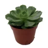 Echeveria Succulent Live Plant - 2.5 inch Pot - Desert Rose - Indoor/Outdoor - Image 1