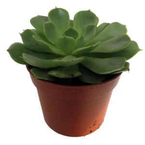 Echeveria Succulent Live Plant - 2.5 inch Pot - Desert Rose - Indoor/Outdoor - Image 3