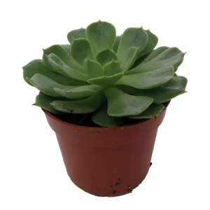 Echeveria Succulent Live Plant - 2.5 inch Pot - Desert Rose - Indoor/Outdoor - Image 1