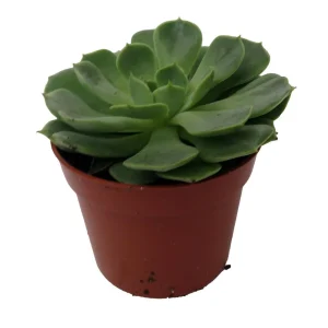 Echeveria Succulent Live Plant - 2.5 inch Pot - Desert Rose - Indoor/Outdoor - Image 4