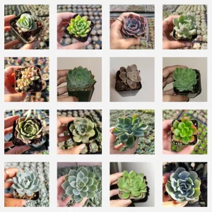 Echeveria Succulent Variety Pack Live Plant - Assorted 2, 4, 6 Inch Sizes - Image 1