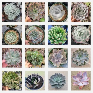 Echeveria Succulent Variety Pack Live Plant - Assorted 2, 4, 6 Inch Sizes - Image 7