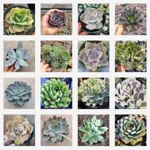 Echeveria Succulent Variety Pack Live Plant - Assorted 2, 4, 6 Inch Sizes - Image 8
