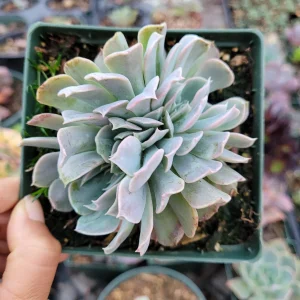 Echeveria Swan Lake Live Succulent Plant – Crassulaceae Family – Indoor/Outdoor - Image 3