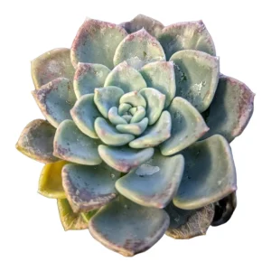 Echeveria Tinkerbell Succulent Plant - Live Potted Houseplant - Drought Tolerant - Image 2