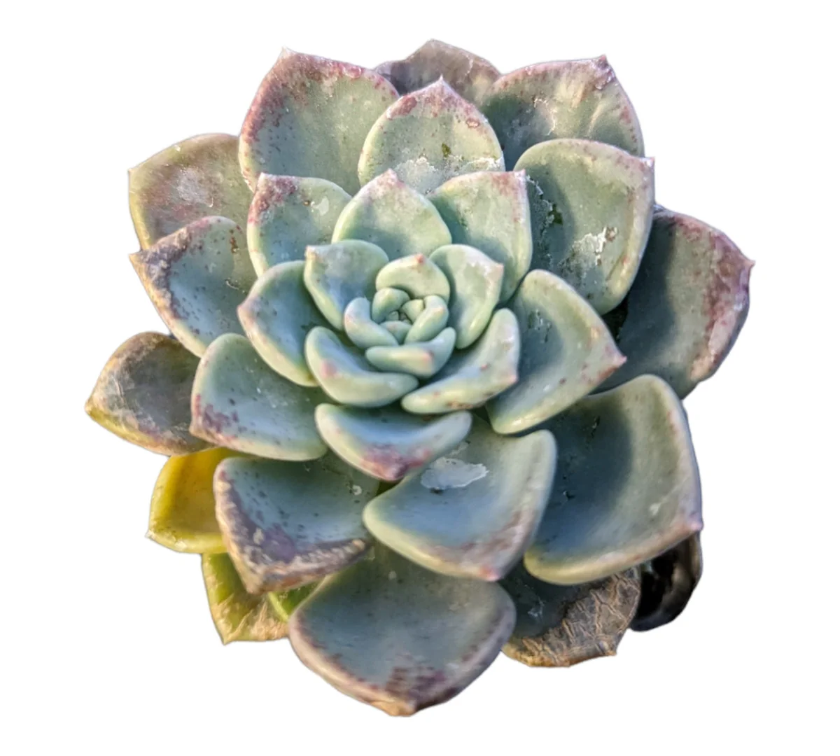 Echeveria Tinkerbell Succulent Plant - Live Potted Houseplant - Drought Tolerant - Image 2