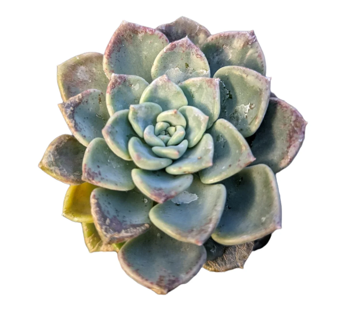 Echeveria Tinkerbell Succulent Plant - Live Potted Houseplant - Drought Tolerant - Image 1