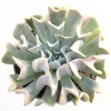 Echeveria 'Topsy Turvy' Succulent Plant - Live Crassulaceae Rosette - Image 1