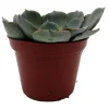 Echeveria Truffles Succulent Live Plant – 2.5 Inch Pot – Indoor/Outdoor - Image 1