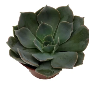 Echeveria Truffles Succulent Live Plant – 2.5 Inch Pot – Indoor/Outdoor - Image 2