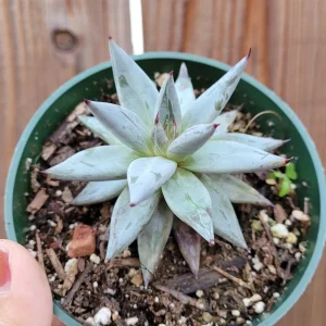 Echeveria Unguiculata Succulent Live Plant - Easy Care Crassulaceae - Image 2