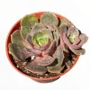 Echeveria Vampire 'Red Ball' Succulent Plant - Live Indoor Succulent - Image 1