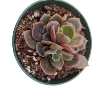 Echeveria Vampire 'Red Ball' Succulent Plant - Live Indoor Succulent - Image 3