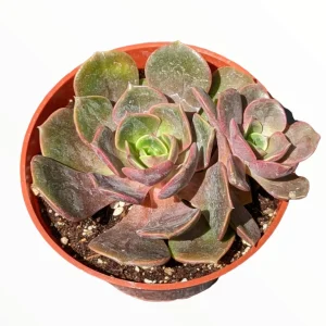 Echeveria Vampire 'Red Ball' Succulent Plant - Live Indoor Succulent - Image 1