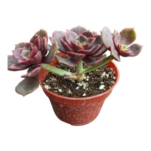 Echeveria Vampire 'Red Ball' Succulent Plant - Live Indoor Succulent - Image 8