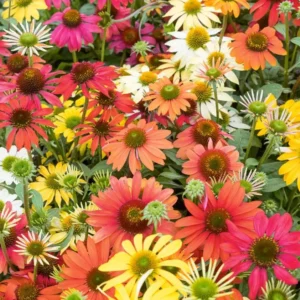 Echinacea Cheyenne Spirit Live Plants - Set of 2, 4-8