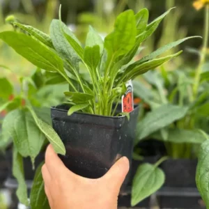 Echinacea Cheyenne Spirit Live Plants - Set of 2, 4-8