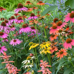 Echinacea Cheyenne Spirit Live Plants - Set of 2, 4-8" Tall, 4" Pot, Multicolor Coneflower - Image 1
