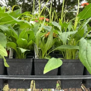 Echinacea Cheyenne Spirit Live Plants - Set of 2, 4-8