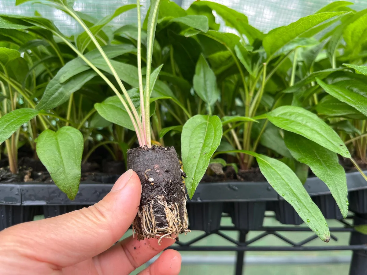 Echinacea Coneflower Panama Red Live Plant - Perennial Wildflower Starter - Image 2